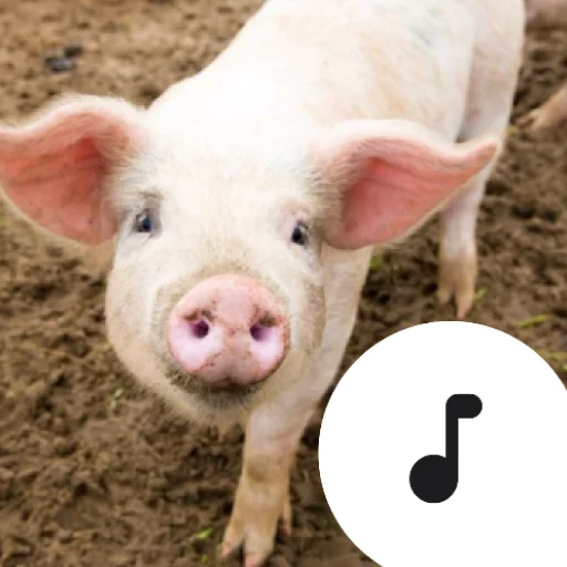 Pig Sounds डाउनलोड करें – सर्वश्रेष्ठ सुअर ध्वनि प्रभाव और मनोरंजन